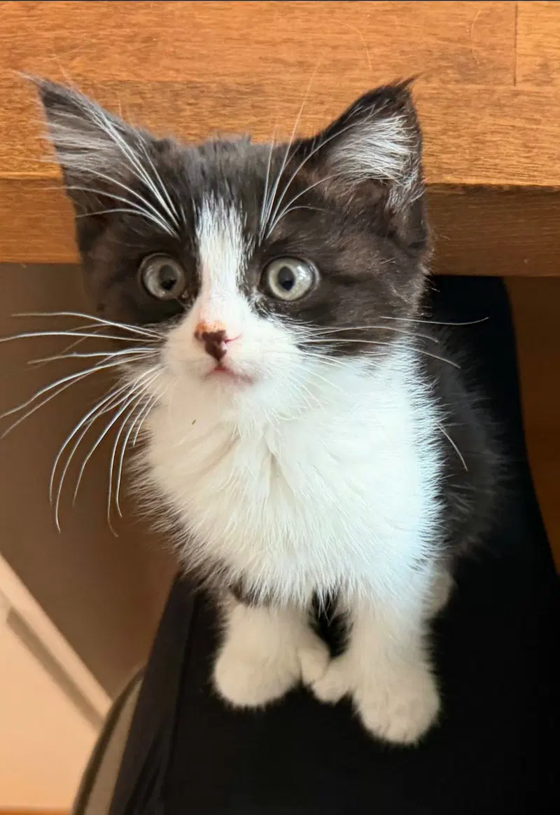 Mittens, a female Extra-Toes Cat (Hemingway Polydactyl) kitten up for adoption