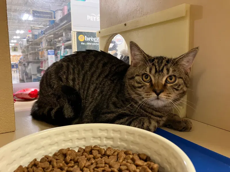 Wallace, a male Tabby kitten up for adoption