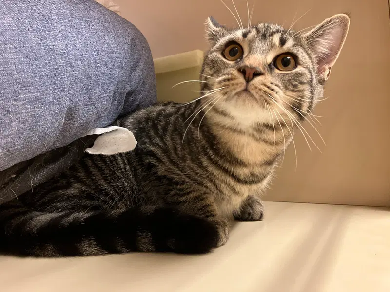 Callum, a male Tabby kitten up for adoption
