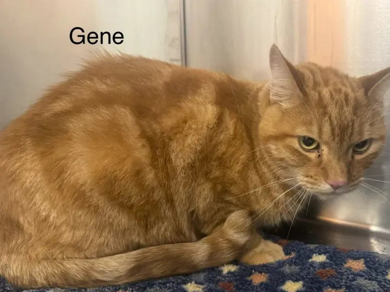 Gene, an adult male Tabby cat up for adoption