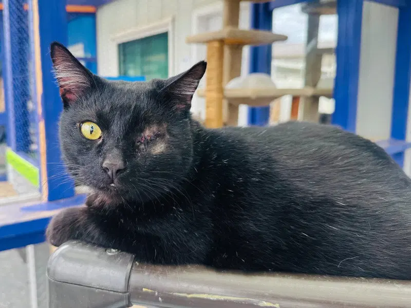 Orbit, an adult male cat up for adoption