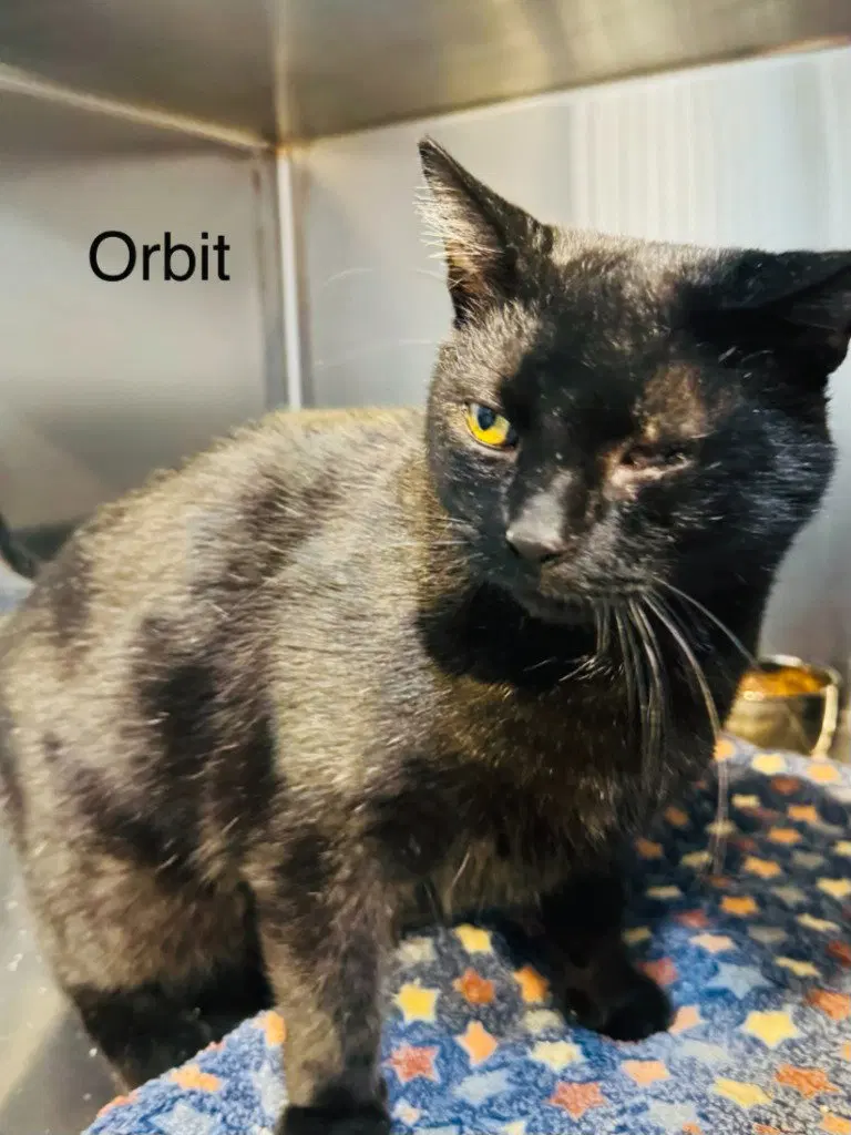 Orbit, photo 2
