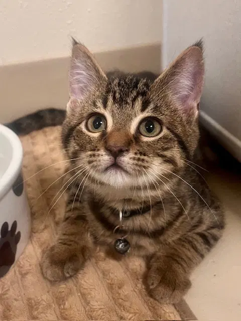 Bumblebee, a male kitten up for adoption