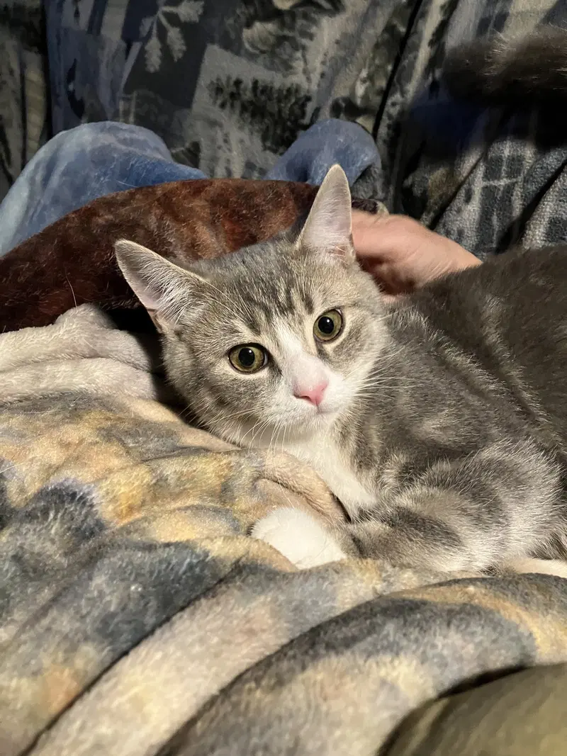 Angus, a male Tabby kitten up for adoption
