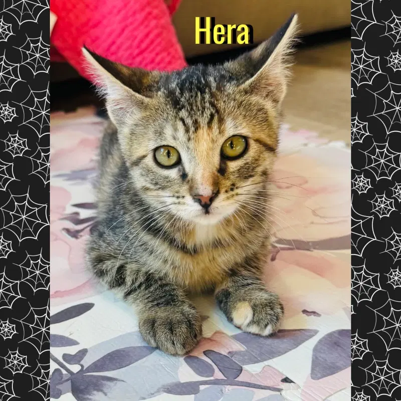 Hera, photo 4