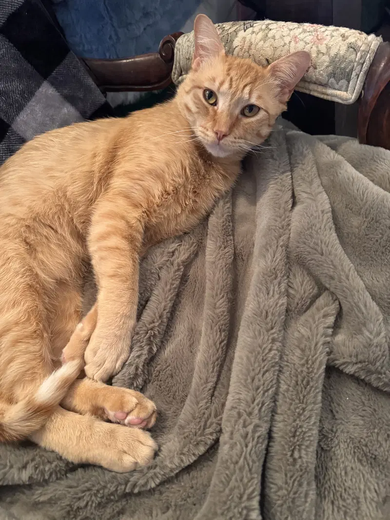 Marquam, an adult male Tabby cat up for adoption
