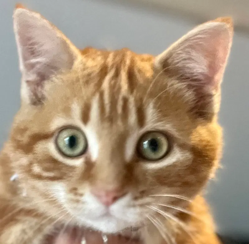 Salem, a male Tabby kitten up for adoption