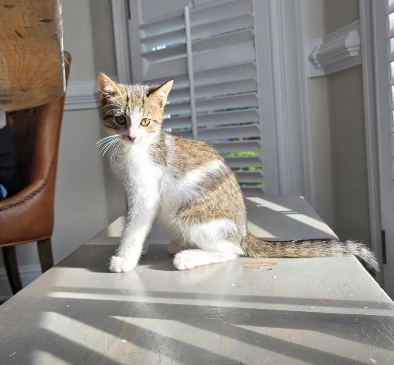 Pebbles, a male Tabby kitten up for adoption