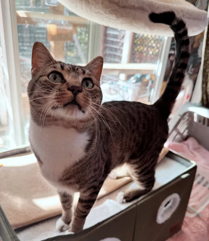Saint, an adult male Tabby cat up for adoption