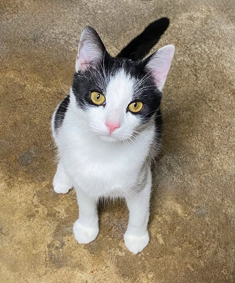 Max, a young male cat up for adoption