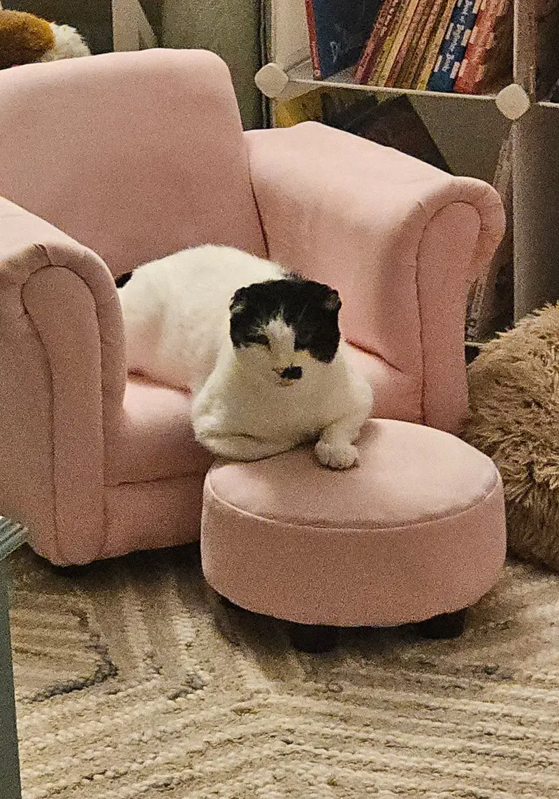 Monarch, an adult male cat up for adoption