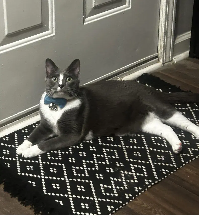Weazie, an adult male cat up for adoption