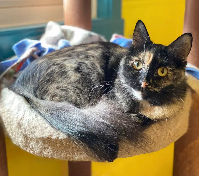 Sadie, an adult female cat up for adoption