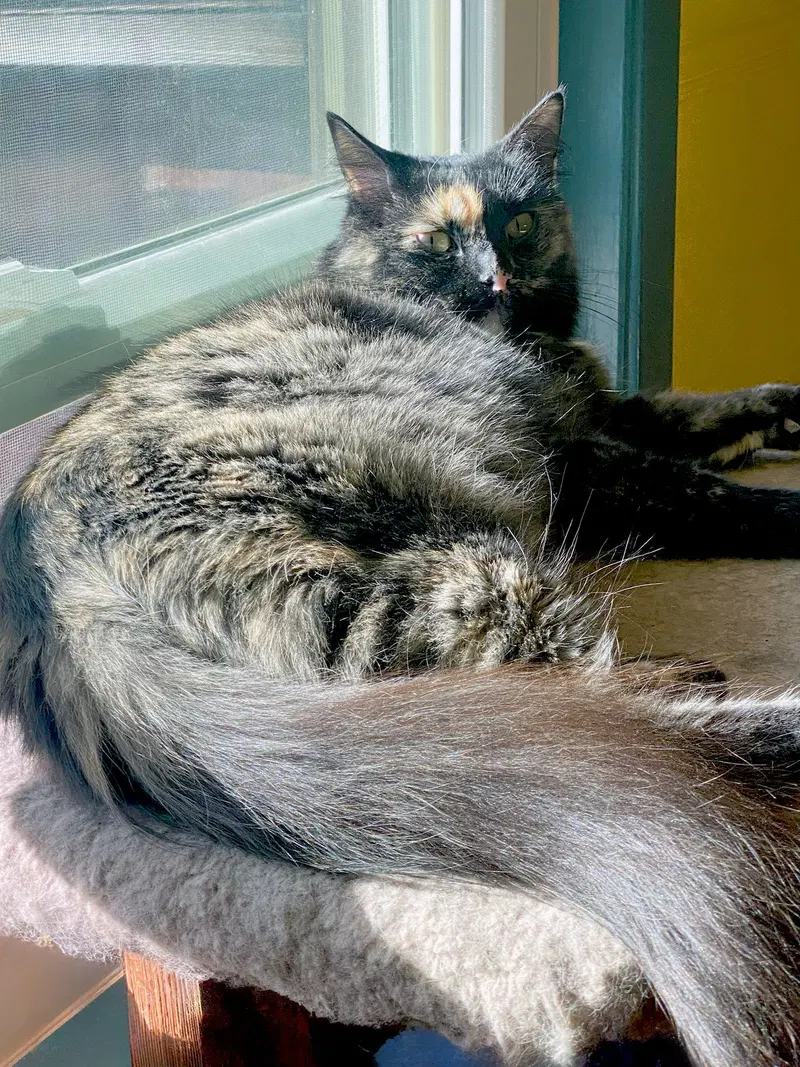 Sadie, photo 5