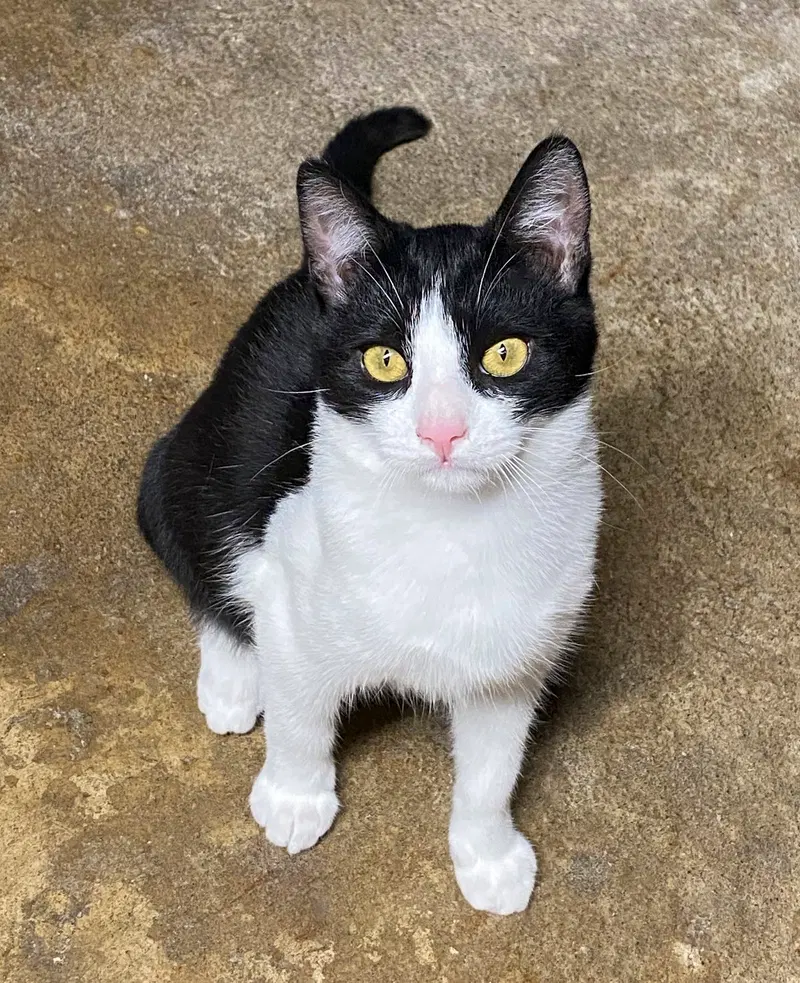 Melvin, a young male cat up for adoption