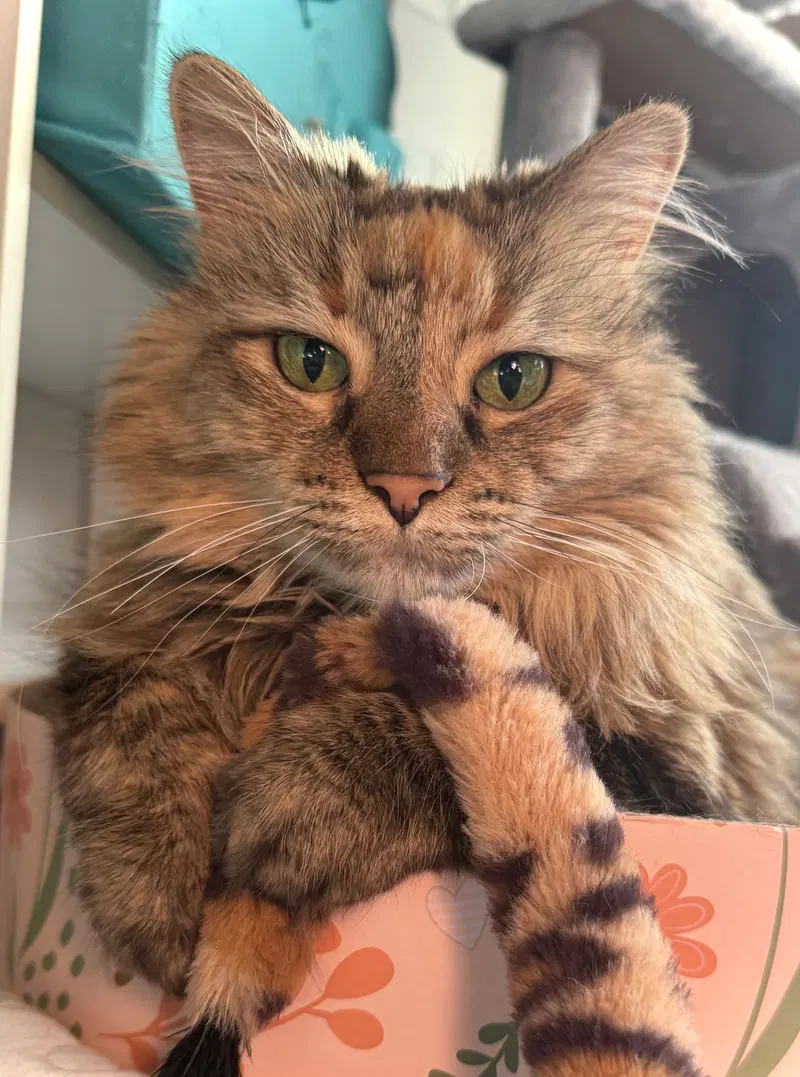 Willow, an adult female Tabby cat up for adoption