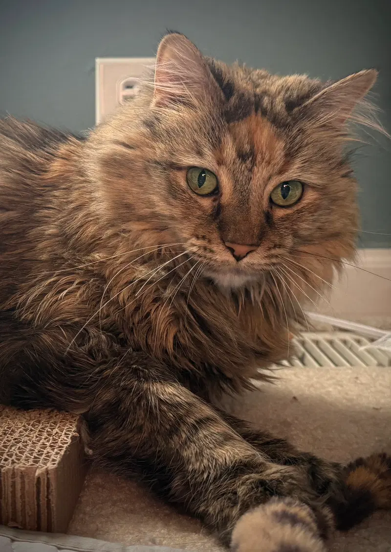 Willow, photo 3