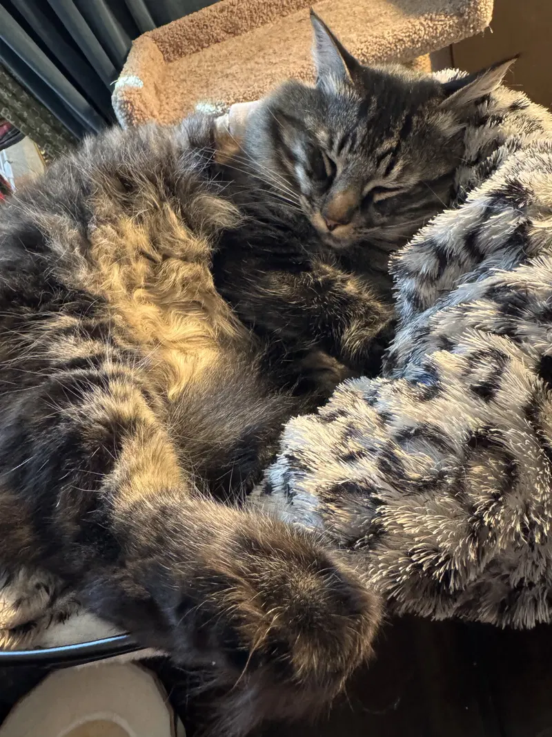 Scotland, an adult male Tabby cat up for adoption