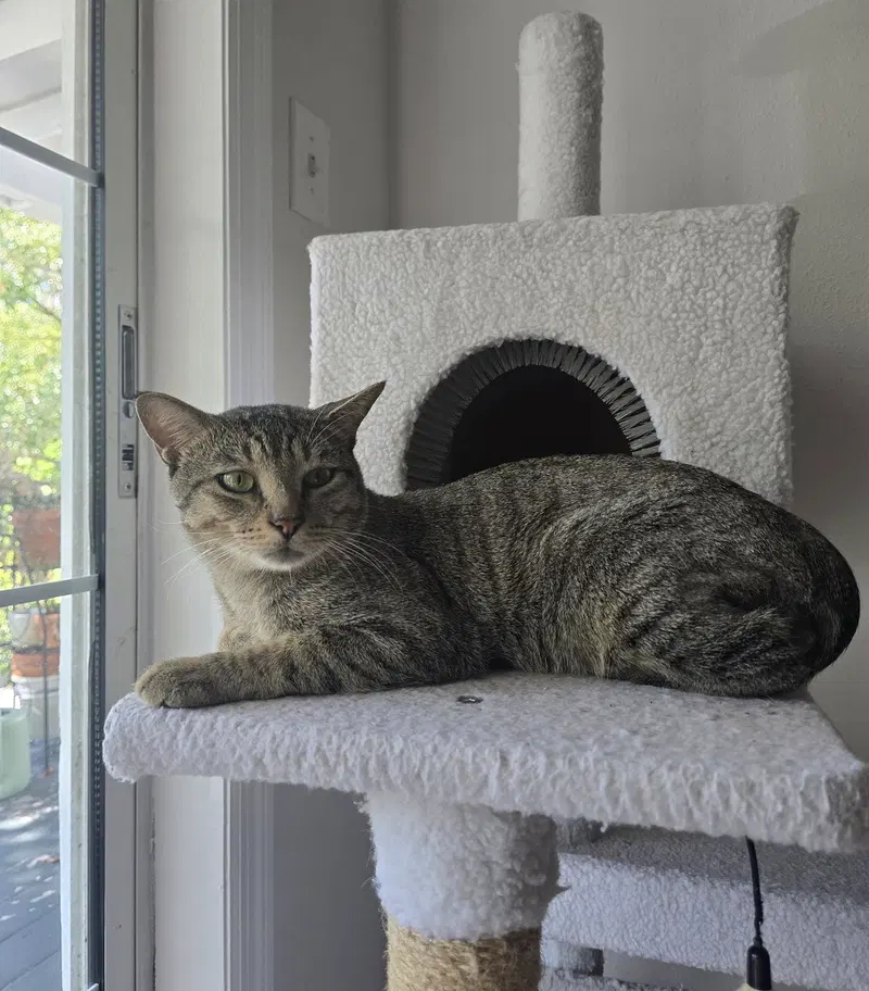 Bubba, photo 3