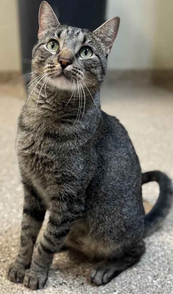 Otis, an adult male cat up for adoption