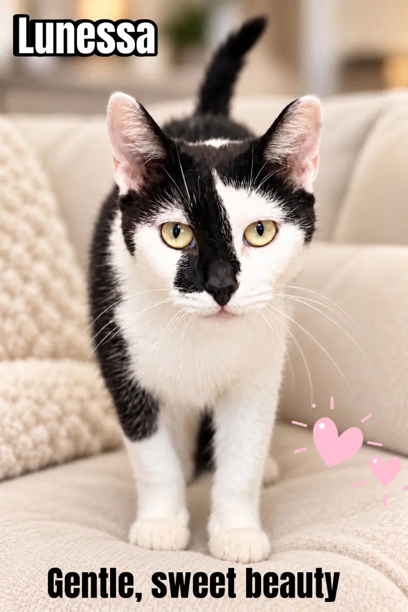Lunessa, Willow Grove, PA, a senior female cat up for adoption