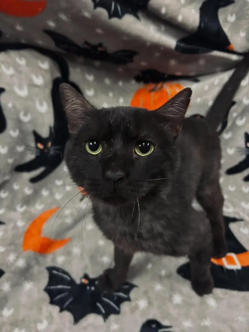 Carl, a senior male cat up for adoption