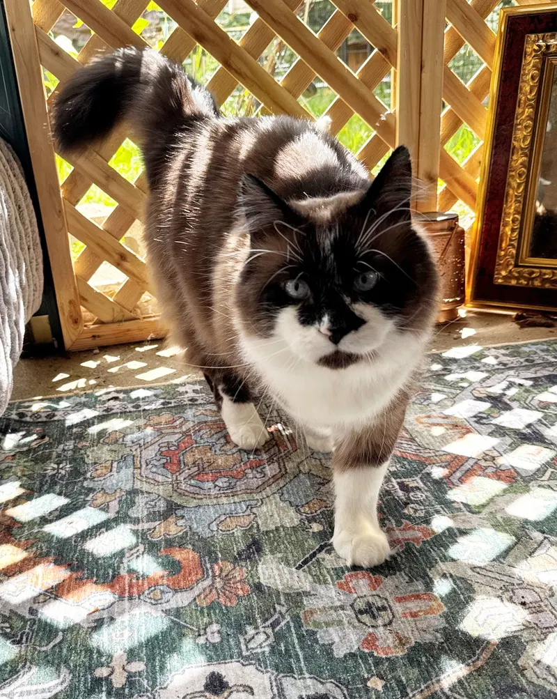 Hubie, an adult male Siamese cat up for adoption