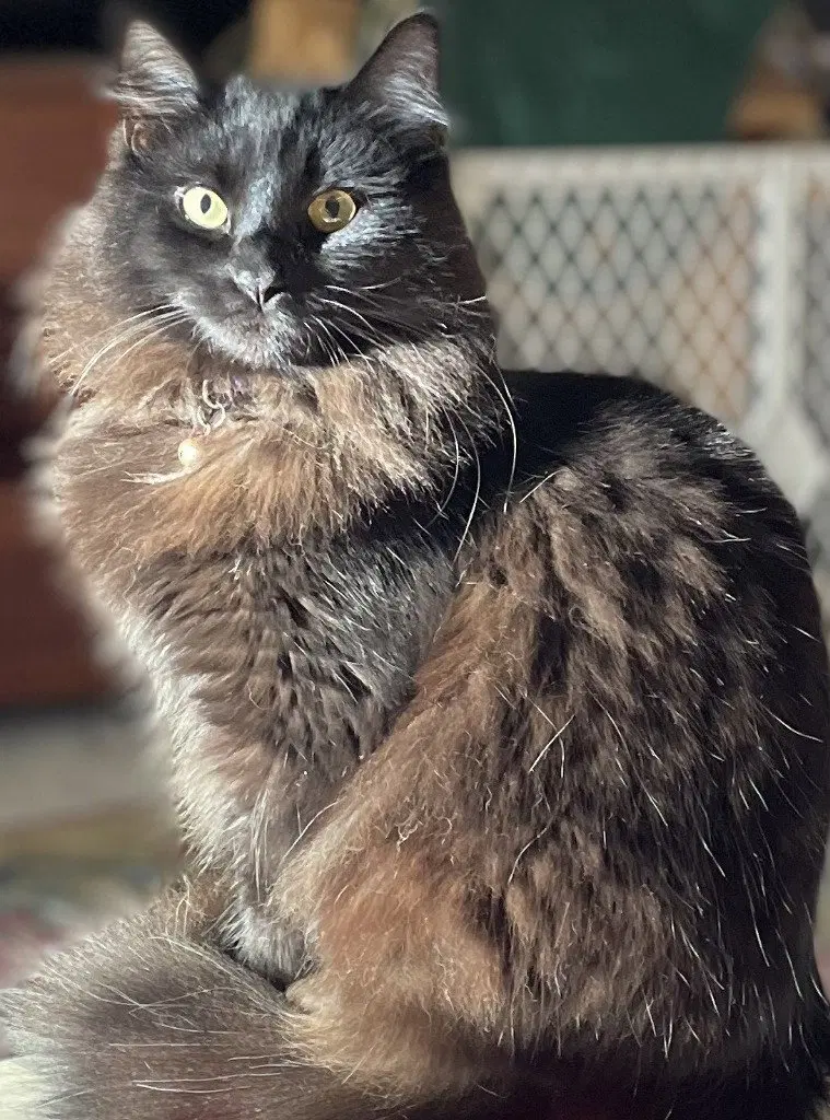 Vergie, an adult female cat up for adoption