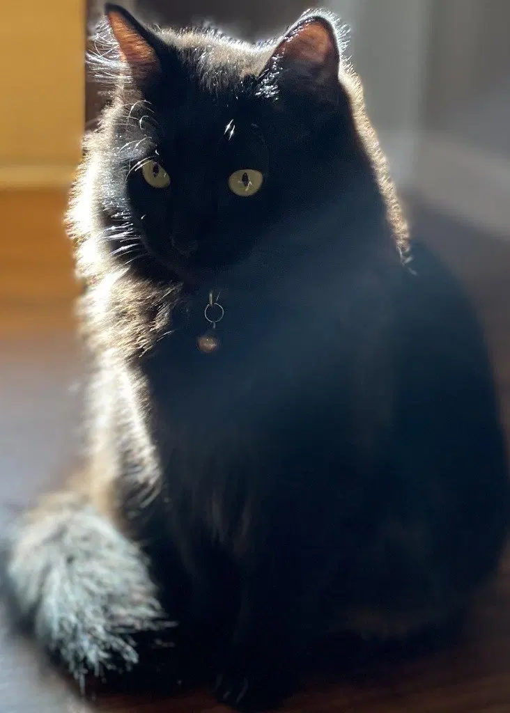 Vergie, photo 3