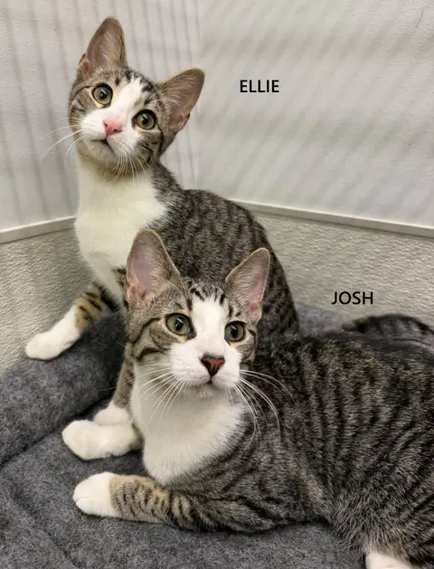 Watch the video of Ellie & Josh C Ingram