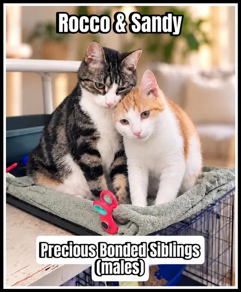 Watch the video of Sandy w/Rocco
