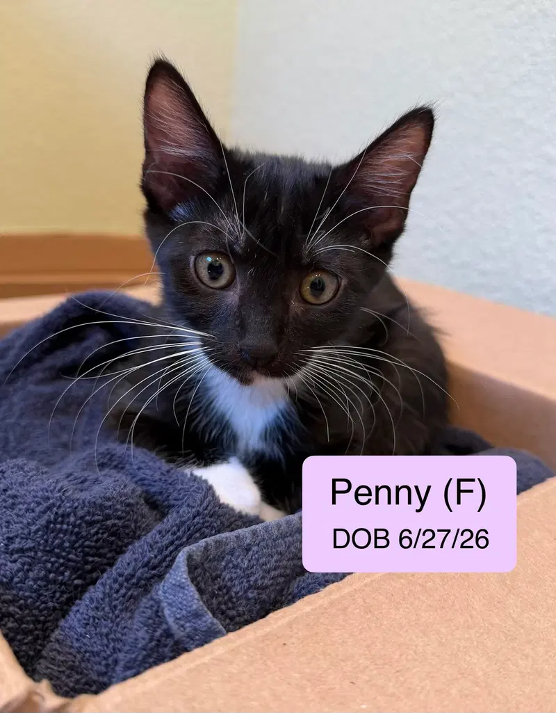Penny, a female kitten up for adoption