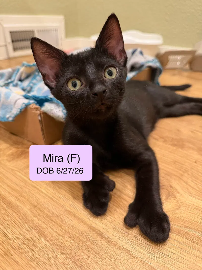 Mira, a female Extra-Toes Cat (Hemingway Polydactyl) kitten up for adoption