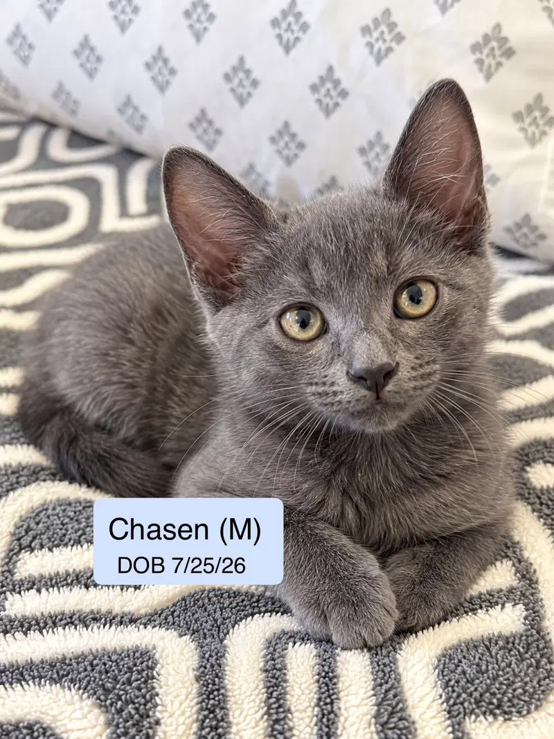 Chasen, a male kitten up for adoption