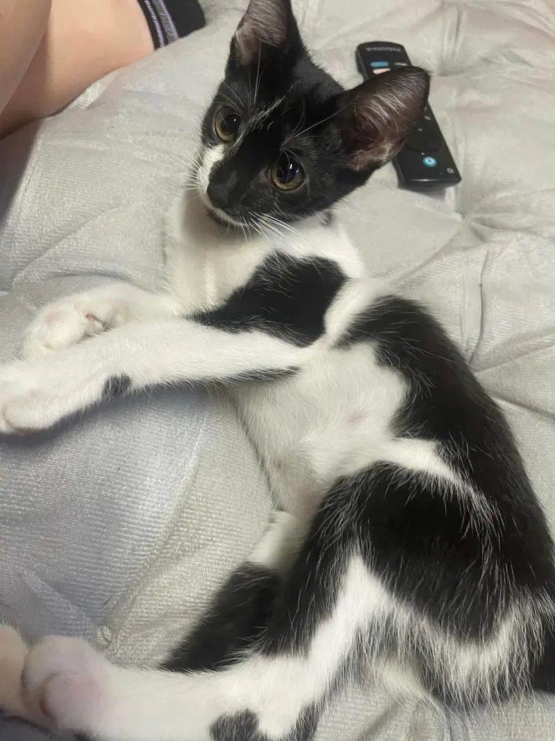 Nova, a young male American Shorthair cat up for adoption