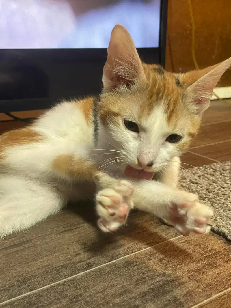 Cookie, a young female American Shorthair cat up for adoption