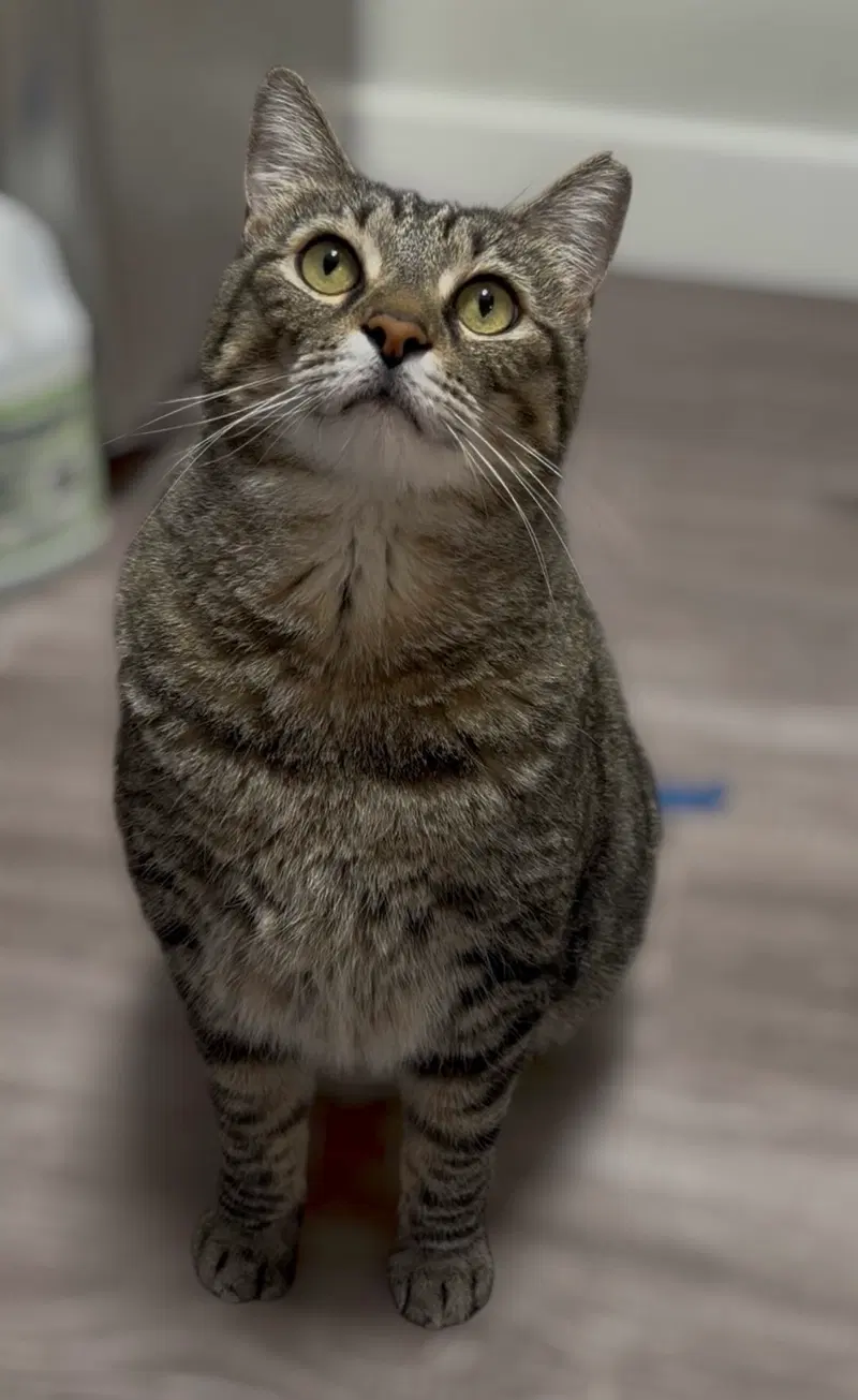 Momma, an adult female cat up for adoption