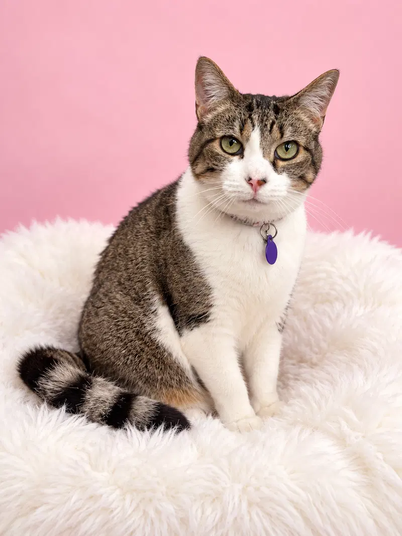 Pauline, an adult female Tabby cat up for adoption