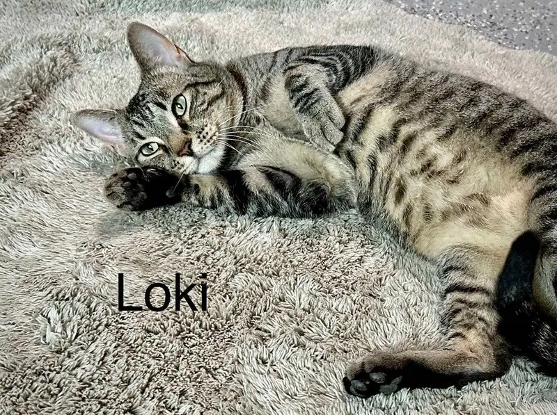 Loki, an adult male Tabby cat up for adoption