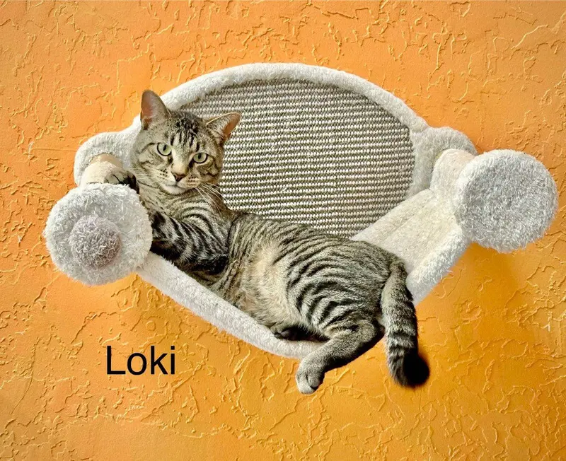 Loki, photo 3