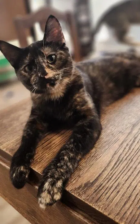 Kitten, a young female Tortoiseshell cat up for adoption