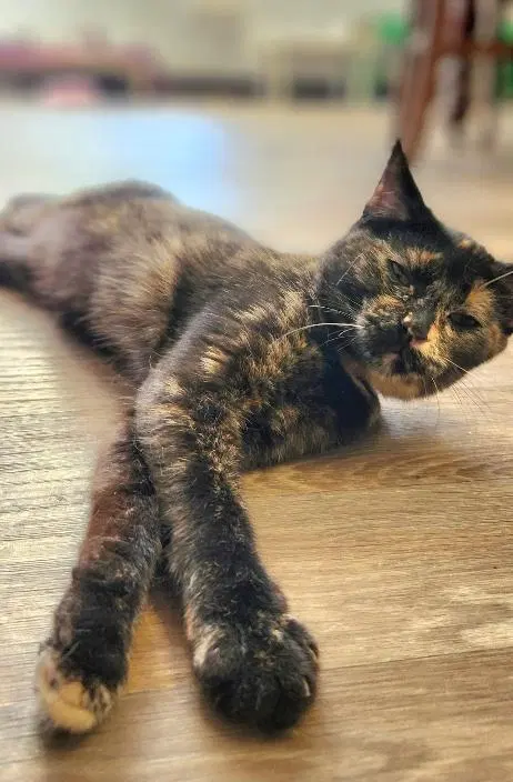 Kitten, photo 2