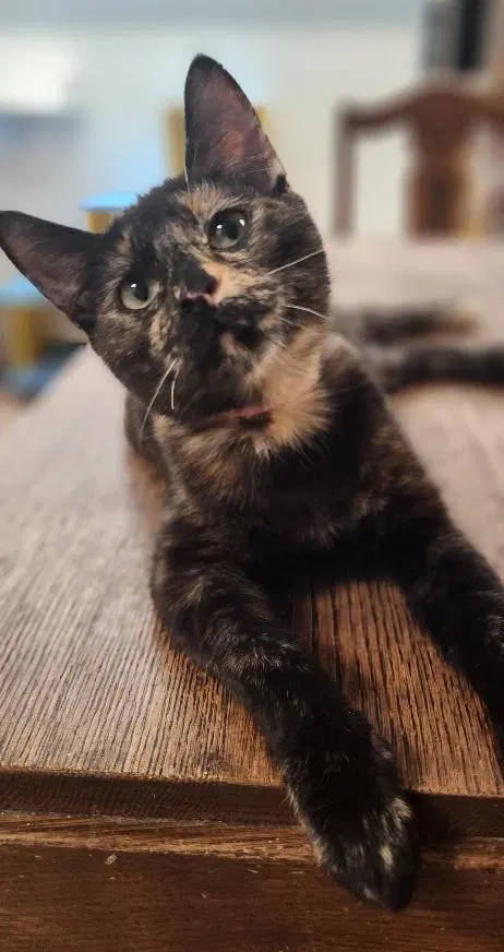 Kitten, photo 3