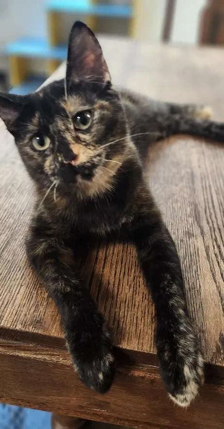 Kitten, photo 4