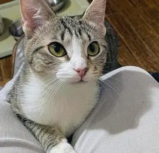 Claudia, a young female cat up for adoption