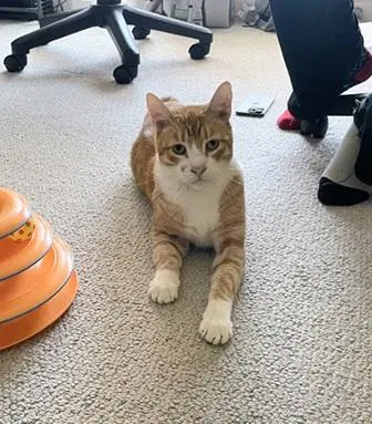 Bubba, an adult male cat up for adoption