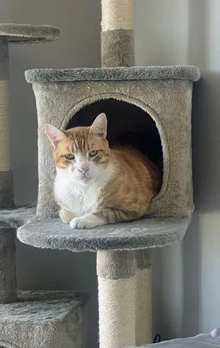 Bubba, photo 4