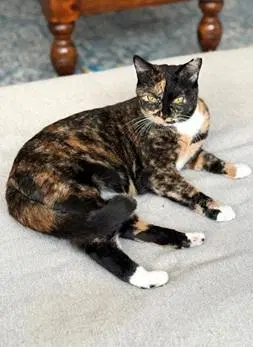 Gabby, an adult female cat up for adoption