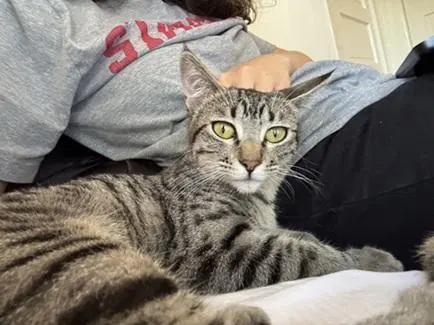 Faith, a young female cat up for adoption