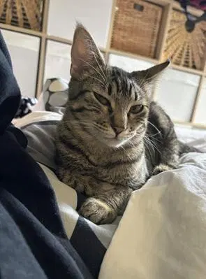 Mini Mia, a young female cat up for adoption